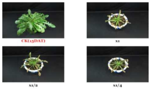 Herbicidal activity of foliar application of N-29 culture broth filtrate to H. radicata with late leaf stage (7~8Ls) in a greenhouse condition. The representative pictures were taken 15 days after foliar application