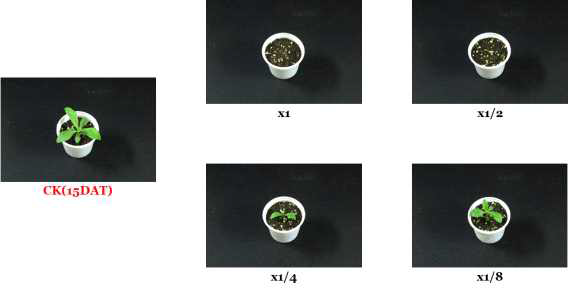 Herbicidal activity of foliar application of N-29 culture broth filtrate to S. altissima with late leaf stage (2~3Ls) in a greenhouse condition. The representative pictures were taken 15 days after foliar application