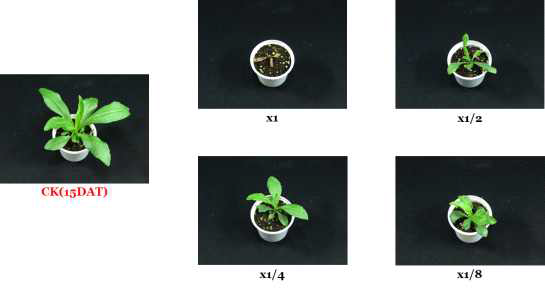 Herbicidal activity of foliar application of N-29 culture broth filtrate to S. altissima with middle leaf stage (4~5Ls) in a greenhouse condition. The representative pictures were taken 15 days after foliar application