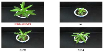 Herbicidal activity of foliar application of N-29 culture broth filtrate to S. altissima with late leaf stage (7~8Ls) in a greenhouse condition. The representative pictures were taken 15 days after foliar application