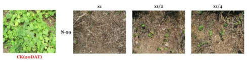 Herbicidal activity of foliar application of N-29 culture broth filtrate to S. angulatus within field condition. The representative pictures were taken 20 days after foliar application