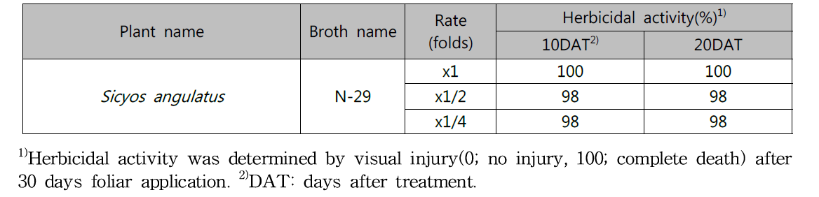 Herbicidal activity of N-29 culture broth filtrate to Sicyos angulatus in field condition