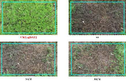 Herbicidal activity of foliar application of N-29 culture broth filtrate to A. artemisiifolia within field condition. The representative pictures were taken 14 days after foliar application