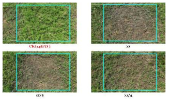 Herbicidal activity of foliar application of N-29 culture broth filtrate to A. trifida within field condition. The representative pictures were taken 14 days after foliar application