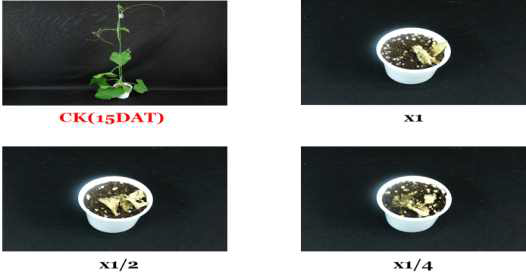 Herbicidal activity of foliar application of KRA16-334 culture broth filtrate to S. angulatus with middle leaf stage (2~3Ls) in a greenhouse condition. The representative pictures were taken 15 days after foliar application