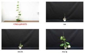 Herbicidal activity of foliar application of KRA16-334 culture broth filtrate to S. angulatus with middle leaf stage (4~5Ls) in a greenhouse condition. The representative pictures were taken 15 days after foliar application