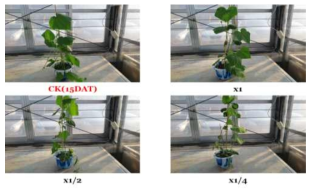 Herbicidal activity of foliar application of KRA16-334 culture broth filtrate to S. angulatus with late leaf stage (7~8Ls) in a greenhouse condition. The representative pictures were taken 15 days after foliar application