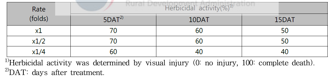 Herbicidal activity of KRA16-334 culture broth filtrate to Sicyos angulatus with late leaf stage in a greenhouse condition