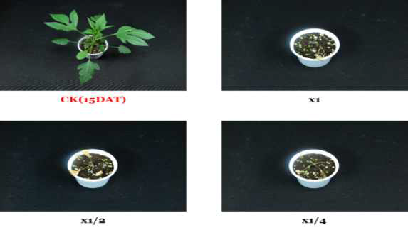 Herbicidal activity of foliar application of KRA16-334 culture broth filtrate to A. trifida with middle leaf stage (2~3Ls) in a greenhouse condition. The representative pictures were taken 15 days after foliar application