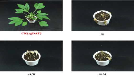 Herbicidal activity of foliar application of KRA16-334 culture broth filtrate to A. trifida with middle leaf stage (4~5Ls) in a greenhouse condition. The representative pictures were taken 15 days after foliar application