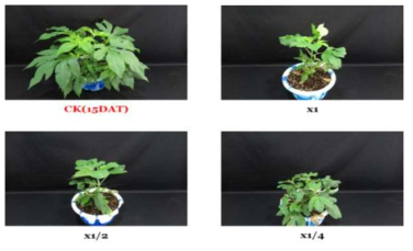 Herbicidal activity of foliar application of KRA16-334 culture broth filtrate to A. trifida with late leaf stage (7~8Ls) in a greenhouse condition. The representative pictures were taken 15 days after foliar application