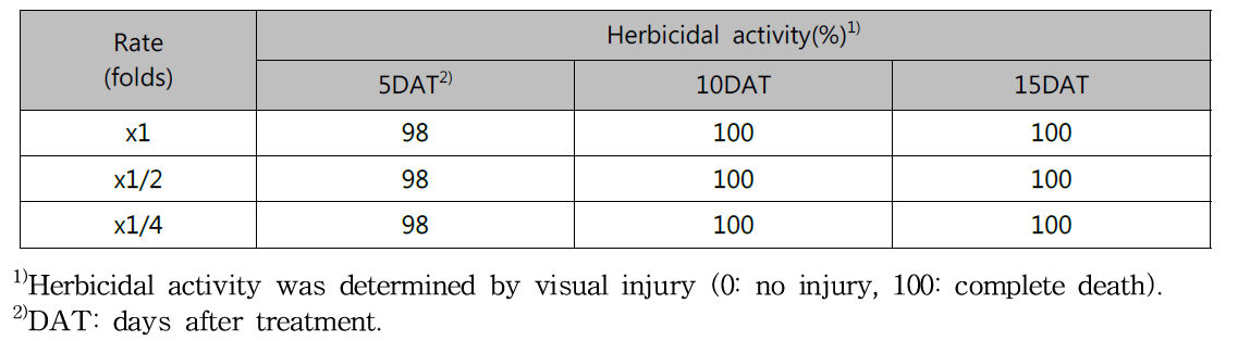 Herbicidal activity of KRA16-334 culture broth filtrate to Ambrosia artemisiifolia with early leaf stage in a greenhouse condition