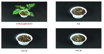 Herbicidal activity of foliar application of KRA16-334 culture broth filtrate to A. artemisiifolia with middle leaf stage (4~5Ls) in a greenhouse condition. The representative pictures were taken 15 days after foliar application