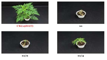 Herbicidal activity of foliar application of KRA16-334 culture broth filtrate to A. artemisiifolia with middle leaf stage (4~5Ls) in a greenhouse condition. The representative pictures were taken 15 days after foliar application