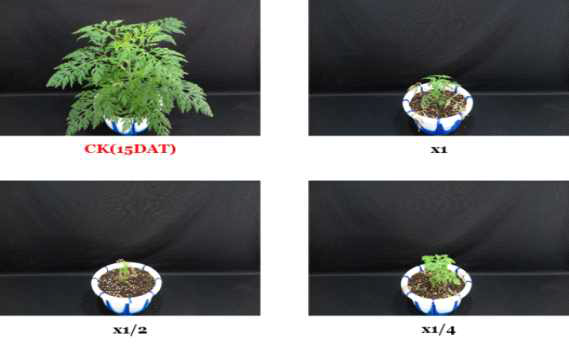 Herbicidal activity of foliar application of KRA16-334 culture broth filtrate to A. artemisiifolia with late leaf stage (7~8Ls) in a greenhouse condition. The representative pictures were taken 15 days after foliar application