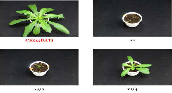 Herbicidal activity of foliar application of KRA16-334 culture broth filtrate to L. scariola with middle leaf stage (2~3Ls) in a greenhouse condition. The representative pictures were taken 15 days after foliar application