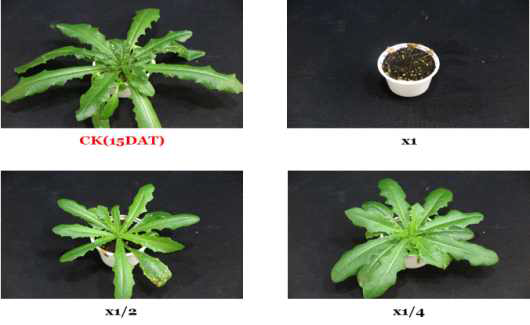 Herbicidal activity of foliar application of KRA16-334 culture broth filtrate to L. scariola with middle leaf stage (4~5Ls) in a greenhouse condition. The representative pictures were taken 15 days after foliar application