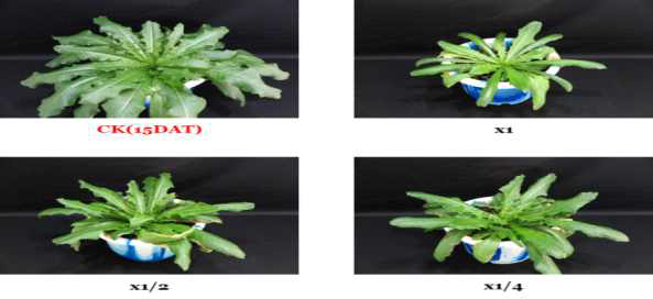 Herbicidal activity of foliar application of KRA16-334 culture broth filtrate to L. scariola with late leaf stage (7~8Ls) in a greenhouse condition. The representative pictures were taken 15 days after foliar application