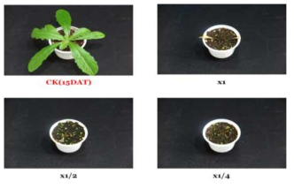 Herbicidal activity of foliar application of KRA16-334 culture broth filtrate to H. radicata with late leaf stage (2~3Ls) in a greenhouse condition. The representative pictures were taken 15 days after foliar application