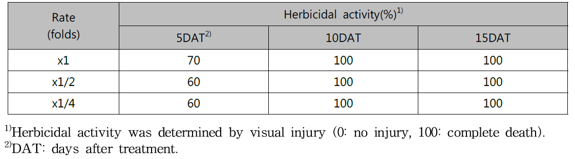 Herbicidal activity of KRA16-334 culture broth filtrate to Hypochaeris radicata with middle leaf stage in a greenhouse condition