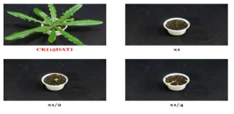 Herbicidal activity of foliar application of KRA16-334 culture broth filtrate to H. radicata with middle leaf stage (4~5Ls) in a greenhouse condition. The representative pictures were taken 15 days after foliar application