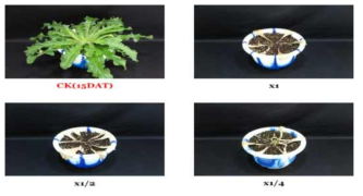 Herbicidal activity of foliar application of KRA16-334 culture broth filtrate to H. radicata with late leaf stage (7~8Ls) in a greenhouse condition. The representative pictures were taken 15 days after foliar application