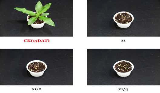 Herbicidal activity of foliar application of KRA16-334 culture broth filtrate to S. altissima with late leaf stage (2~3Ls) in a greenhouse condition. The representative pictures were taken 15 days after foliar application