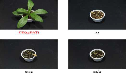 Herbicidal activity of foliar application of KRA16-334 culture broth filtrate to S. altissima with middle leaf stage (4~5Ls) in a greenhouse condition. The representative pictures were taken 15 days after foliar application