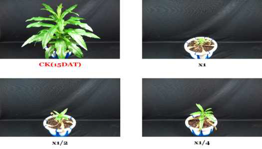 Herbicidal activity of foliar application of KRA16-334 culture broth filtrate to S. altissima with late leaf stage (7~8Ls) in a greenhouse condition. The representative pictures were taken 15 days after foliar application