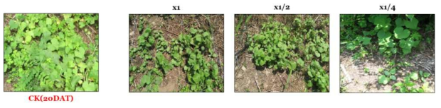 Herbicidal activity of foliar application of KRA16-334 culture broth filtrate to S. angulatus in a greenhouse condition. The representative pictures were taken 20 days after foliar application