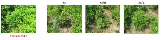 Herbicidal activity of foliar application of KRA16-334 culture broth filtrate to A. trifida in field condition. The representative pictures were taken 20 days after foliar application