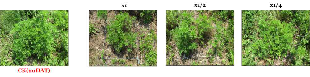 Herbicidal activity of foliar application of KRA16-334 culture broth filtrate to A. artemisiifolia in field condition. The representative pictures were taken 20 days after foliar application