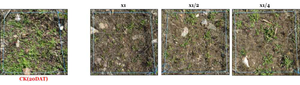 Herbicidal activity of foliar application of KRA16-334 culture broth filtrate to H. radicata in field condition. The representative pictures were taken 20 days after foliar application