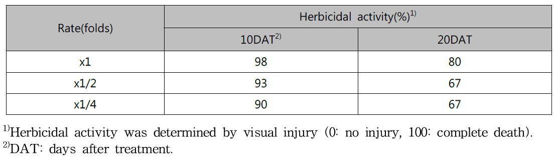 Herbicidal activity of KRA16-334 culture broth filtrate to Hypochaeris radicata in field condition