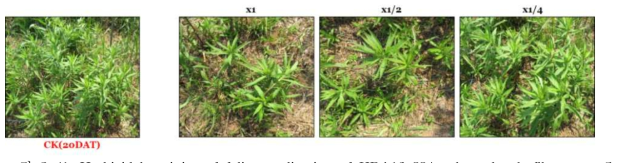 Herbicidal activity of foliar application of KRA16-334 culture broth filtrate to S. altissima in field condition. The representative pictures were taken 20 days after foliar application