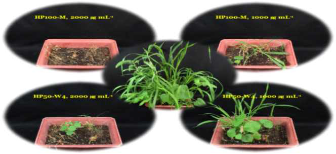 Herbicidal activity of 334-HP100-M and HP50-W4