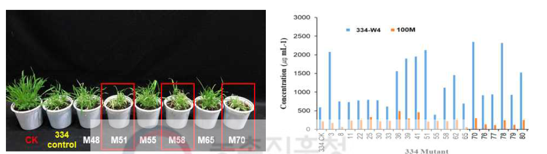 Herbicidal activity of KRA16-334 mutants