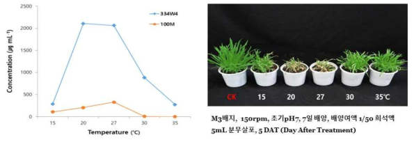 Herbicidal activity and yield of active compounds of mutant M70 by culture temperature