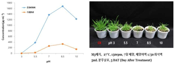 Herbicidal activity and yield of active compounds of mutant M70 by initial pH