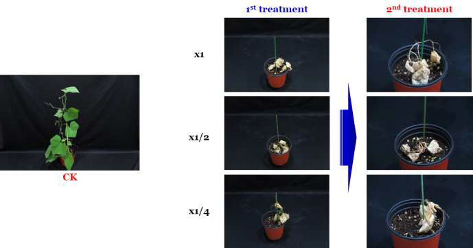 Enhancement efficacy of N-29 culture broth filtrate by second followed-by treatment to Sicyos angulatus in a greenhouse condition. The representative pictures were taken 14 days after foliar application