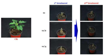 Enhancement efficacy of N-29 culture broth filtrate by second followed-by treatment to Ambrosia artemisiifolia in a greenhouse condition. The representative pictures were taken 14 days after foliar application