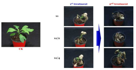 Enhancement efficacy of N-29 culture broth filtrate by second followed-by treatment to Ambrosia trifida in a greenhouse condition. The representative pictures were taken 14 days after foliar application