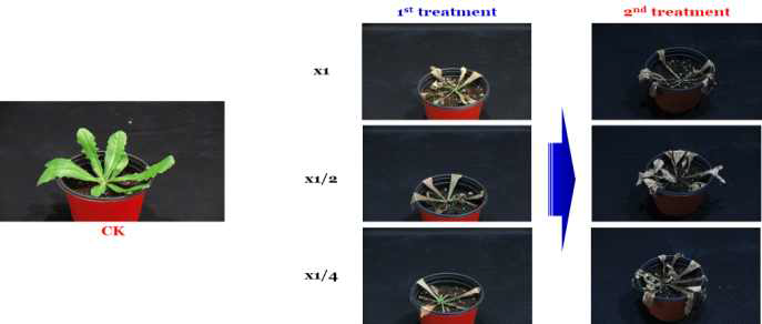 Enhancement efficacy of N-29 culture broth filtrate by second followed-by treatment to Hypochaeris radicata in a greenhouse condition. The representative pictures were taken 14 days after foliar application