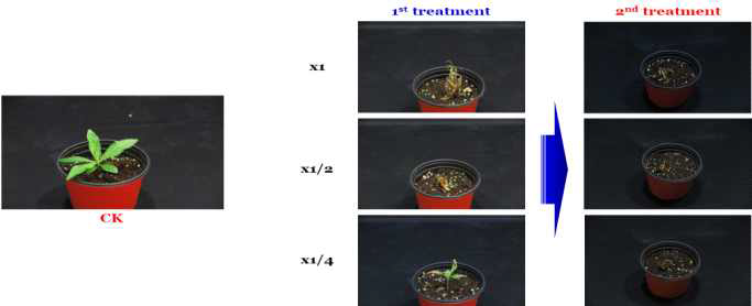 Enhancement efficacy of N-29 culture broth filtrate by second followed-by treatment to Solidago altissima in a greenhouse condition. The representative pictures were taken 14 days after foliar application