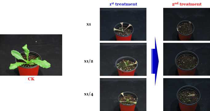 Enhancement efficacy of N-29 culture broth filtrate by second followed-by treatment to Lactuca scariola in a greenhouse condition. The representative pictures were taken 14 days after foliar application