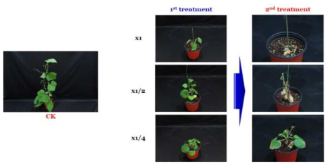 Enhancement efficacy of KRA16-334 culture broth filtrate by second followed-by treatment to Sicyos angulatus in a greenhouse condition. The representative pictures were taken 14 days after foliar application