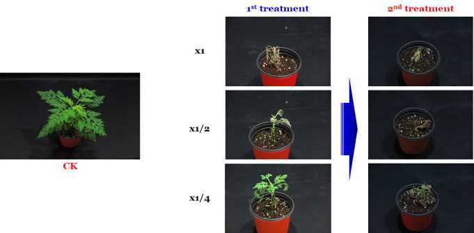 Enhancement efficacy of KRA16-334 culture broth filtrate by second followed-by treatment to Ambrosia artemisiifolia in a greenhouse condition. The representative pictures were taken 14 days after foliar application