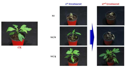 Enhancement efficacy of KRA16-334 culture broth filtrate by second followed-by treatment to Ambrosia trifida in a greenhouse condition. The representative pictures were taken 14 days after foliar application