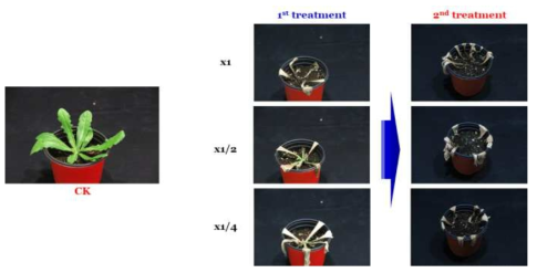 Enhancement efficacy of KRA16-334 culture broth filtrate by second followed-by treatment to Hypochaeris radicata in a greenhouse condition. The representative pictures were taken 14 days after foliar application