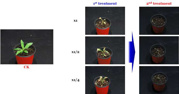 Enhancement efficacy of KRA16-334 culture broth filtrate by second followed-by treatment to Solidago altissima in a greenhouse condition. The representative pictures were taken 14 days after foliar application